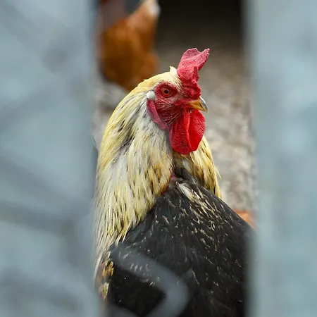Narkoey Ecologic & Organic Farm * Κοτζαελί