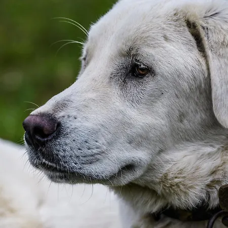 Narkoey Ecologic & Organic Farm Ξενοδοχείο *