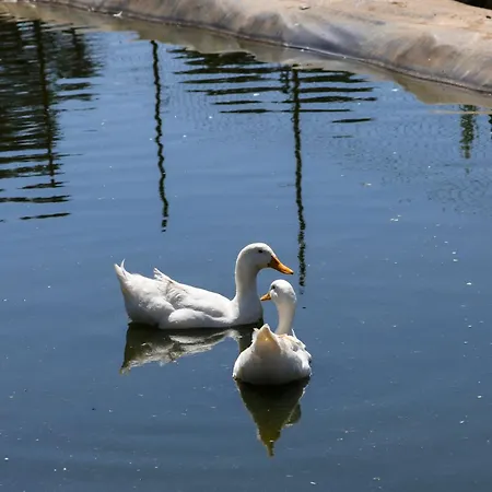 Narkoey Ecologic & Organic Farm * コジャエリ