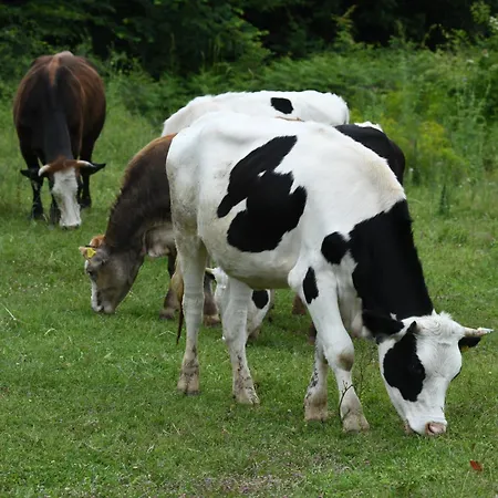 ホテル Narkoey Ecologic & Organic Farm *