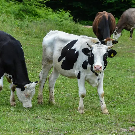 Narkoey Ecologic & Organic Farm ホテル コジャエリ