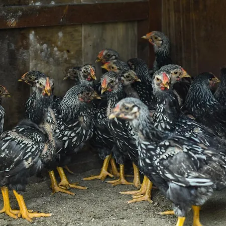 Ξενοδοχείο Narkoey Ecologic & Organic Farm Κοτζαελί