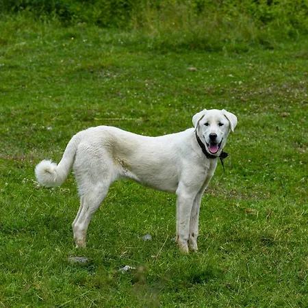 Narkoey Ecologic & Organic Farm *