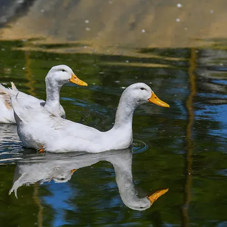 Narkoey Ecologic & Organic Farm Κοτζαελί