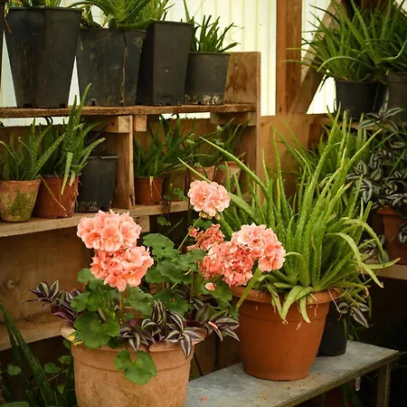 Narkoey Ecologic & Organic Farm Κοτζαελί