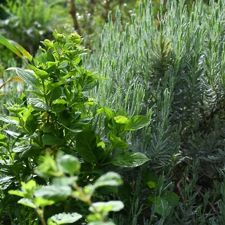 Narkoey Ecologic & Organic Farm ホテル