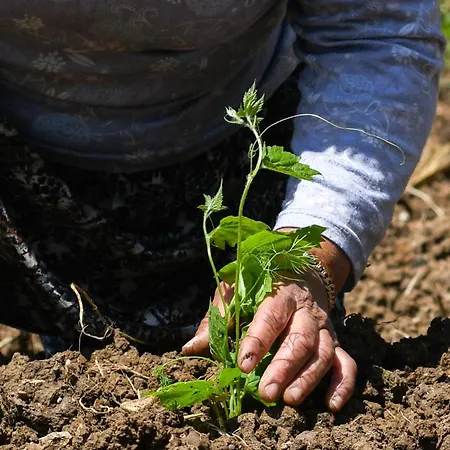Narkoey Ecologic & Organic Farm Ξενοδοχείο *