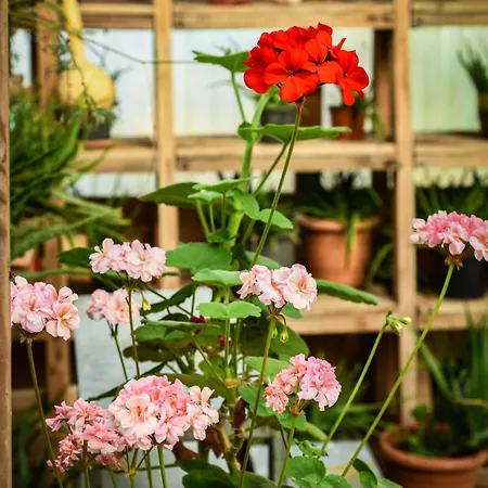 Narkoey Ecologic & Organic Farm ホテル コジャエリ