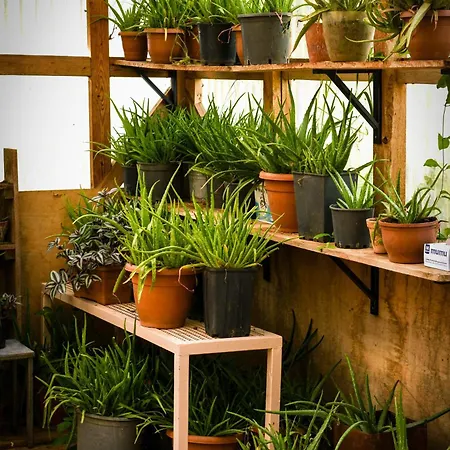 Отель Narkoey Ecologic & Organic Farm Коджаэли