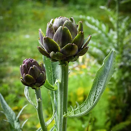 Narkoey Ecologic & Organic Farm Κοτζαελί