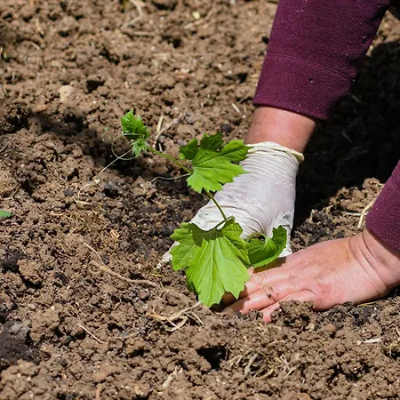 Narkoey Ecologic & Organic Farm * Κοτζαελί