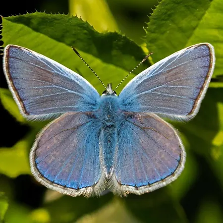 Ξενοδοχείο Narkoey Ecologic & Organic Farm Κοτζαελί