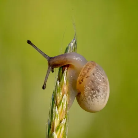 Narkoey Ecologic & Organic Farm Ξενοδοχείο *