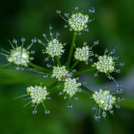 Narkoey Ecologic & Organic Farm *