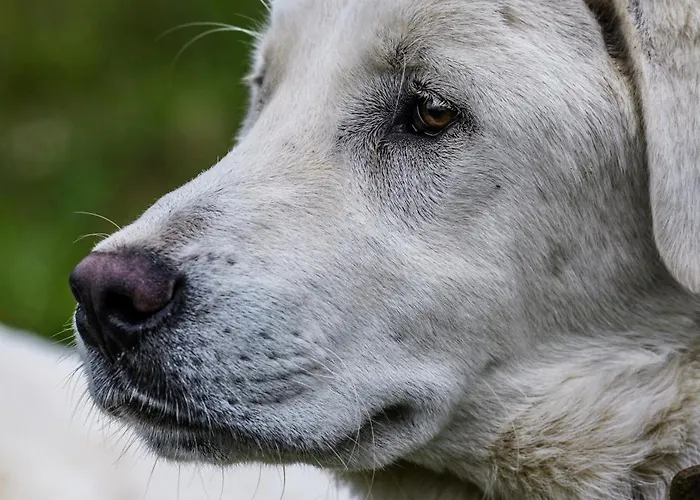 Narkoey Ecologic & Organic Farm Hotel *