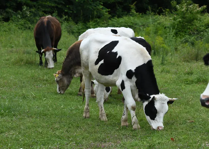 Hotel Narkoey Ecologic & Organic Farm *