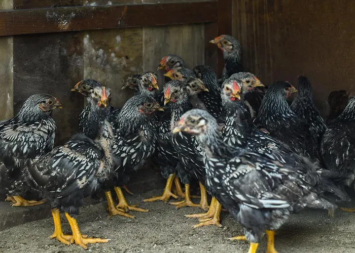 Hotel Narkoey Ecologic & Organic Farm Kocaeli