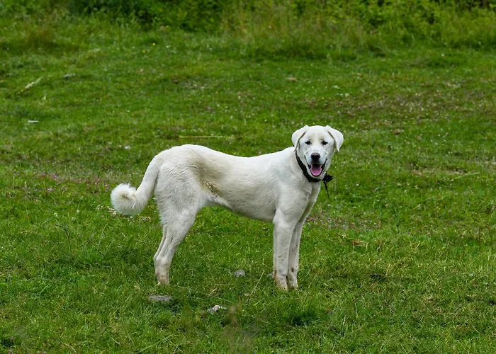 Narkoey Ecologic & Organic Farm *