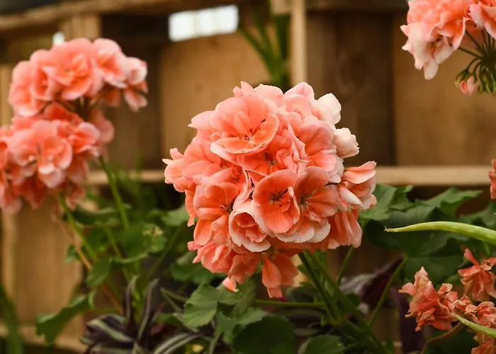 Hotel Narkoey Ecologic & Organic Farm *