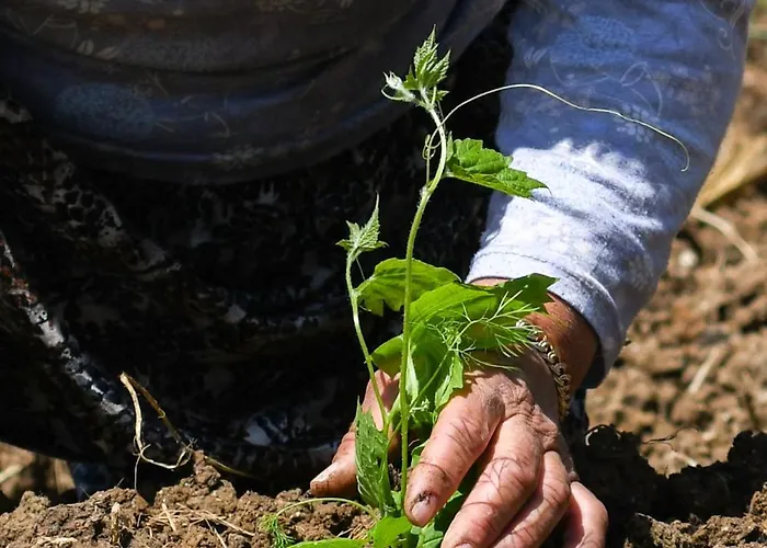 Narkoey Ecologic & Organic Farm Hotel *