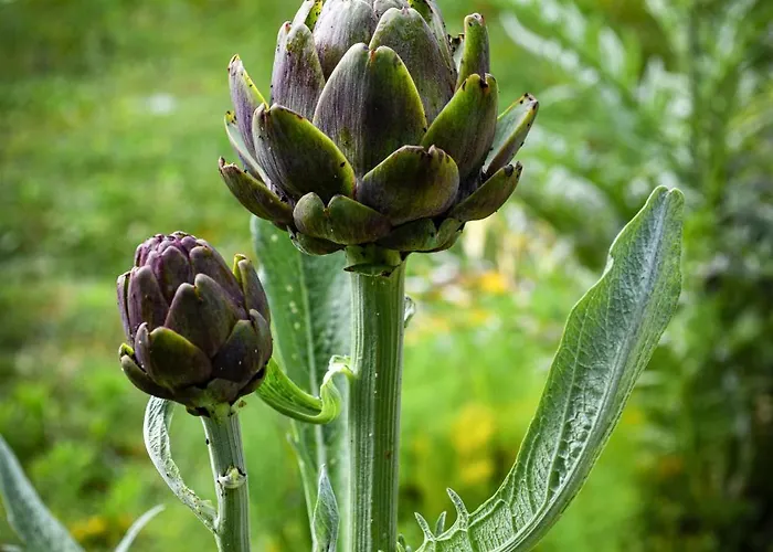 Narkoey Ecologic & Organic Farm Kocaeli