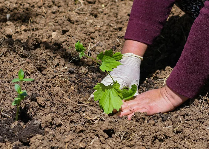 Narkoey Ecologic & Organic Farm * Kocaeli