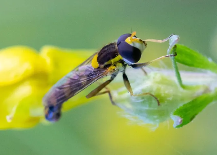 Narkoey Ecologic & Organic Farm Hotel